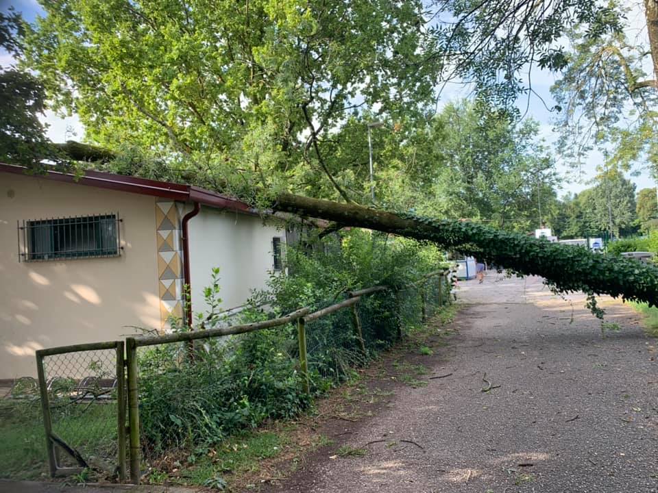 Immagine per San Pier d'Isonzo, Zandomeni replica dopo il crollo dell'albero, «stiamo valutando un progetto ad hoc»